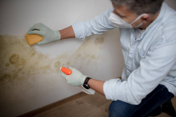 Professional Mold Remediation in Wauregan, CT