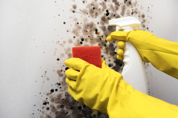 Best Post-Flood Mold Remediation in Wauregan, CT