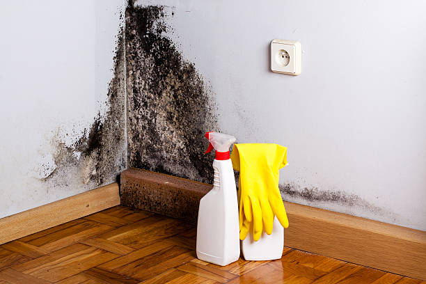 Best Mold Remediation for Schools in Wauregan, CT
