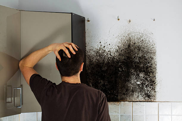 Best Kitchen Mold Remediation in Wauregan, CT