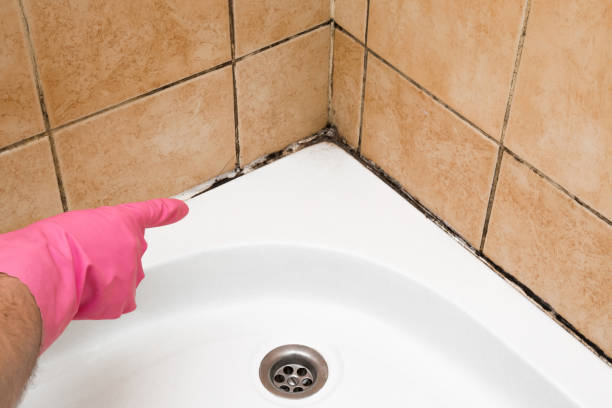 Best Emergency Mold Remediation in Wauregan, CT